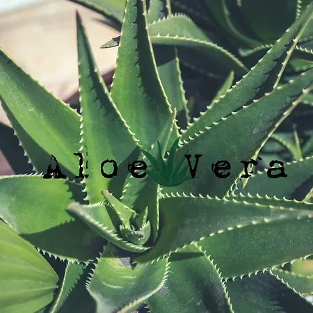 Aloe Vera Shared House