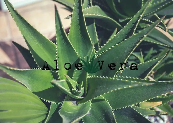 Aloe Vera Shared House